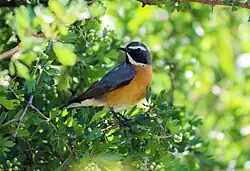 A male white-throated robin perched in a leaf tree, its body to the right but its head looking to the left from the camera's perspective