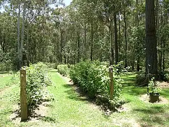 Koolkuna Berry Farm