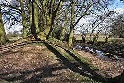 End-on view of a wooded earth bank, with a ditch and smaller bank beyond