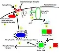 Beta adrenergic receptor kinase pathway