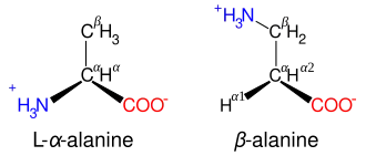 Comparison of the structures of alanine and beta alanine.