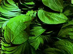A sheaf of Mysore Betel leaves for sale in Bengaluru