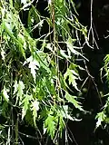 B. pendula 'Laciniata'