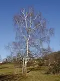 Tree in winter