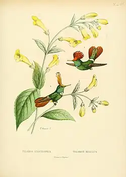 Color illustration of two coquettes with similar plumage, the orange-crested spangled coquette on the left and the rufous-crested coquette on the right.