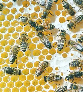 Worker honeybees (Apis mellifera) build hexagonal wax combs[56] that exemplify geometric optimisation [57].