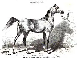 Engraving of gray horse profile tied to wall ring.