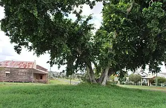 The Burnett Highway passing through Binjour, seen through a tree. The former general store can be seen to the left