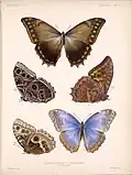 Frederick DuCane Godman and Osbert Salvin Biologia Centrali-Americana 1879–1915