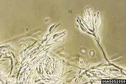 Bionectria ochroleuca