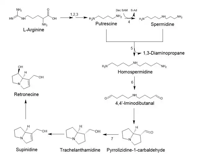 Biosynthesis route of retronecine in plants.