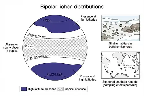 Schematic globe illustrating bipolar lichen distributions, with shaded bands at high northern and southern latitudes, a cross-hatched tropical zone indicating absence, and inset panels showing similar polar habitats and scattered southern hemisphere records