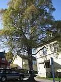 Betula pendula in Tromsø in May, Northern Norway