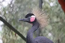 The black crowned crane at the Gazipur Safari Park, near Dhaka.