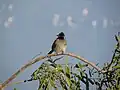 A bird