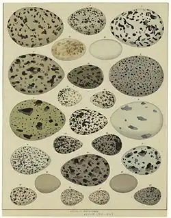 Old illustration, showing 23 birds' eggs of different size and colouring