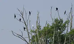 Pygmy cormorants and little egret (Egretta garzetta) in the Venetian Lagoon