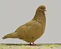 Yellow_self