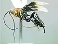 Cremnoptini - Megalagathis sp.