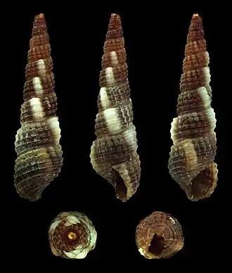 forma antonium