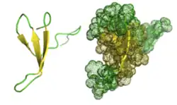 Pin1 wwdomain