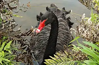A Black swan in Romaine Reservoir