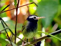 Philippine stamp depicting a songbird with a black head, greenish-yellow body, and white markings on the face