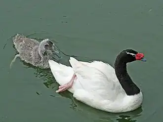with chick