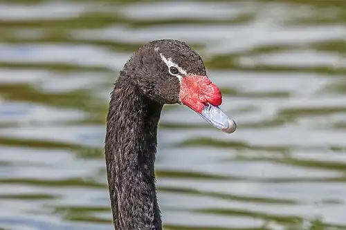 head