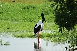 Black-necked stork, aka "Jabiru", in Ngurrungurrudjba, Kakadu National Park