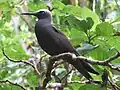 Black noddy