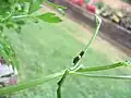 First-instar caterpillar in northeast Georgia