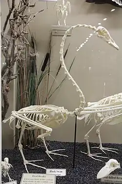 Black swan skeleton, swans have 25 cervical vertebrae