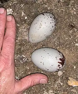 Eggs, showing size