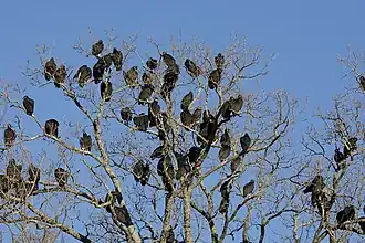 A flock in Arkansas