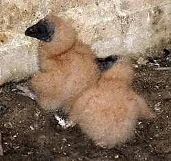 Hatchlings