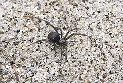 A small black spider walking across sand