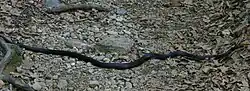 Eastern racer on the Pine Meadow Lake Trail