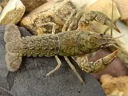 Cambarus unestami