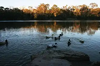 Blackburn Lake Sanctuary