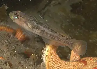 Showing the eponymous iridescent blue spot below the eye