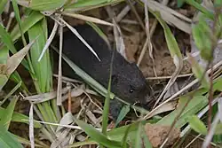 Gray mouse