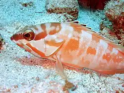 Serranidae Epinephelus fasciatus