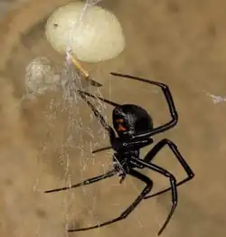 L. hesperus with egg sac