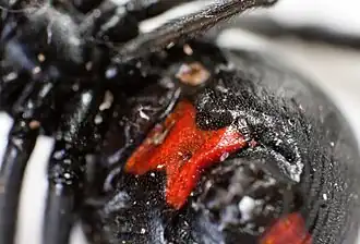 L. hesperus hair and markings