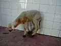Disease in another lamb