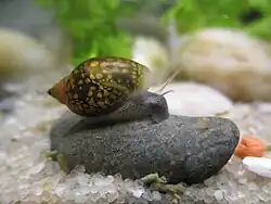 Physella acuta' seen from the right, sitting on a small grey rock inside an aquarium.