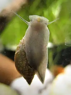 A view of Physella acuta's lower body.