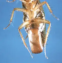 Female cockroach (Blatella germanica) discharging ootheca