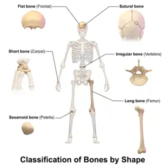 Classification of bones by shape.